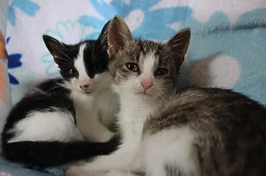 Mars i Snikers- 2,5 miesięczne kocurki do adopcji
