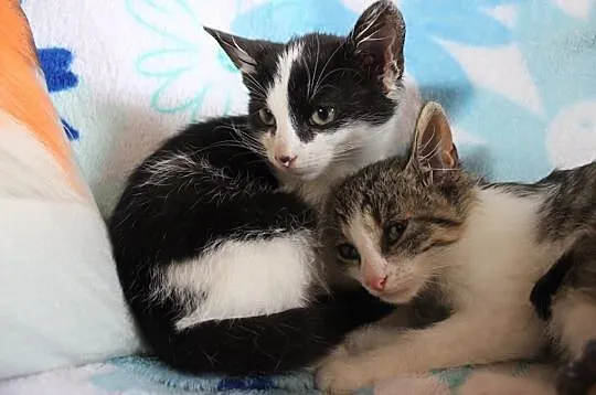 Mars i Snikers- 2,5 miesięczne kocurki do adopcji