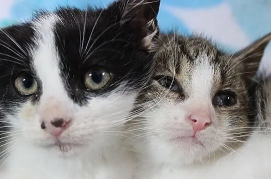 Mars i Snikers- 2,5 miesięczne kocurki do adopcji