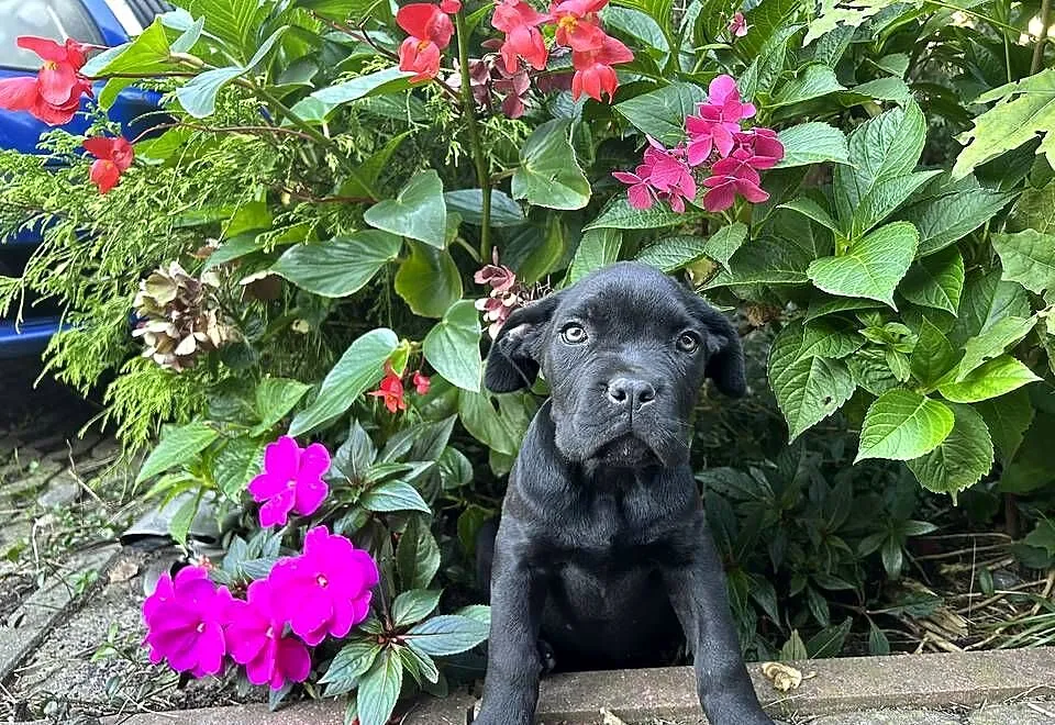 cane corso suczki po utytułowanych fci już odbiór, Świętokrzyskie, Kielce