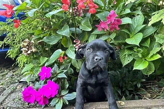 cane corso suczki po utytułowanych fci już odbiór, Świętokrzyskie, Kielce