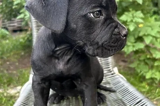 cane corso suczki po utytułowanych fci już odbiór, Świętokrzyskie, Kielce