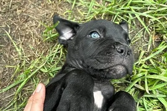 cane corso suczki po utytułowanych fci już odbiór, Świętokrzyskie, Kielce