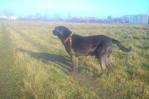 Baks - stateczny, spokojny, bezkonfliktowy,  mazow