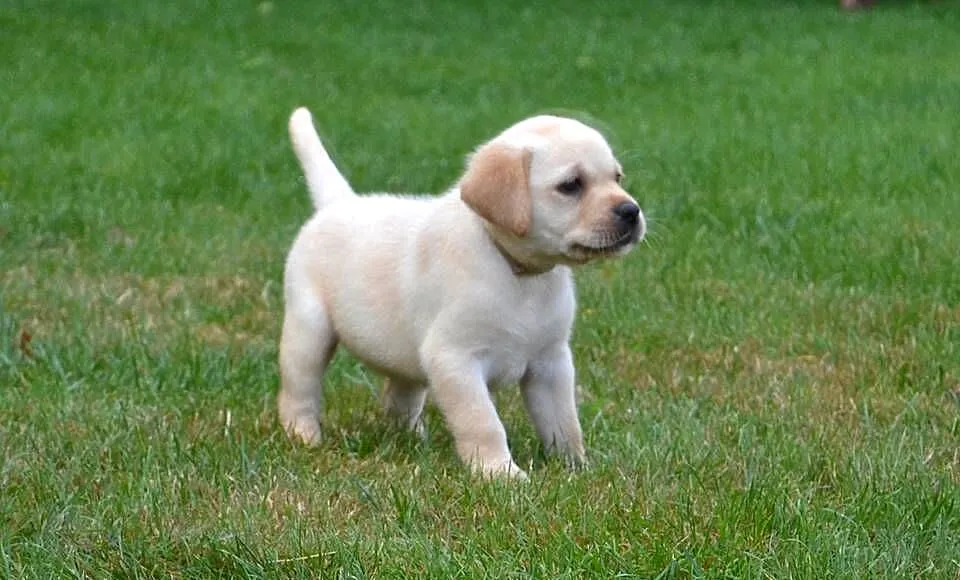 Labrador Retriever szczeniaki biszkopt badania genetyczne! Rodowód., Łódzkie, Żelechlinek
