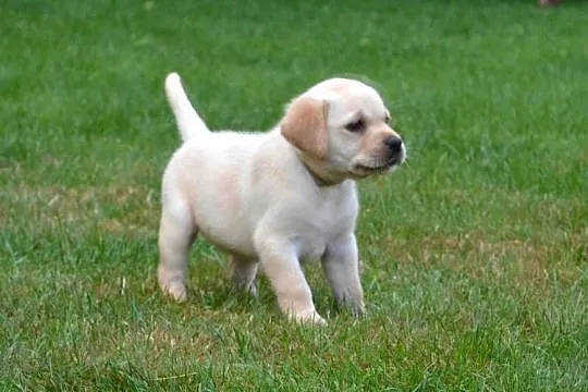 Labrador Retriever szczeniaki biszkopt badania genetyczne! Rodowód., Łódzkie, Żelechlinek