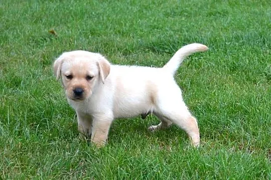 Labrador Retriever szczeniaki biszkopt badania genetyczne! Rodowód., Łódzkie, Żelechlinek