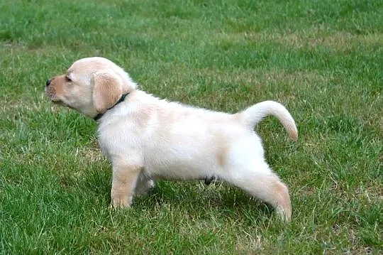 Labrador Retriever szczeniaki biszkopt badania genetyczne! Rodowód., Łódzkie, Żelechlinek