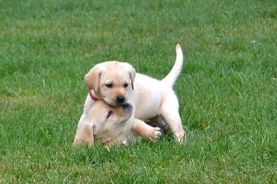 Labrador Retriever szczeniaki biszkopt badania genetyczne! Rodowód., Łódzkie, Żelechlinek