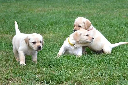 Labrador Retriever szczeniaki biszkopt badania genetyczne! Rodowód., Łódzkie, Żelechlinek