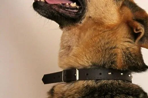 BRUNO-  pogodny, kochany piesek marzy o wspaniałym
