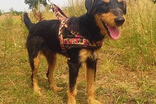 Roy- terier niemiecki szuka domu FILMIK,  mazowiec