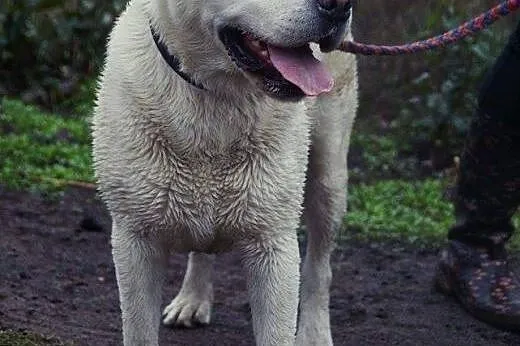 Krakers biszkoptowy labrador szuka domu,  Labrador