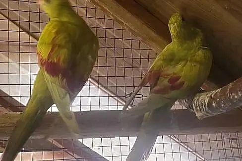 Sprzedam bernardy niebieskie, górskie pastele, rozelle czarne, Małopolskie, Chełmiec