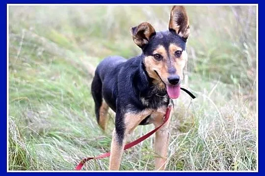 Roczny piesek, średni 10 kg, sympatyczny,kontaktowy KOMI_Adopcja