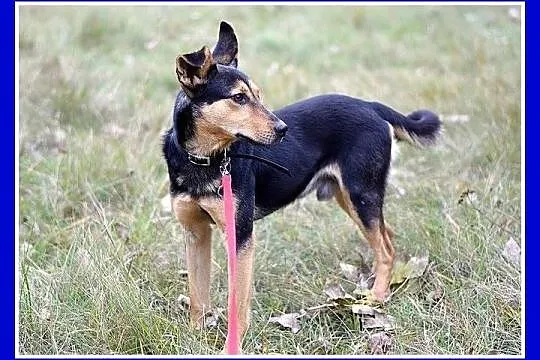 Roczny piesek, średni 10 kg, sympatyczny,kontaktow