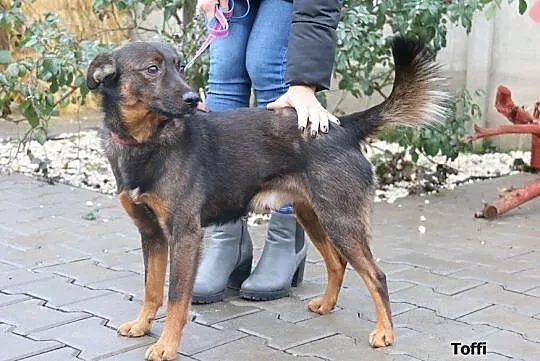 Toffi - przesympatyczny psiak, Mazowieckie, Nowy Dwór Mazowiecki