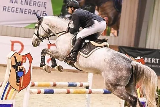 sprzedam klacz do sportu, , 