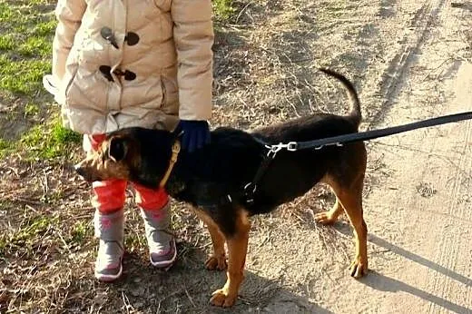 Misiek całe życie bezdomny pies,  Kundelki cała Po