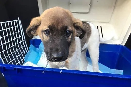 Przecudny Bąbel 7 tygodniowy MALUSZEK do adopcji