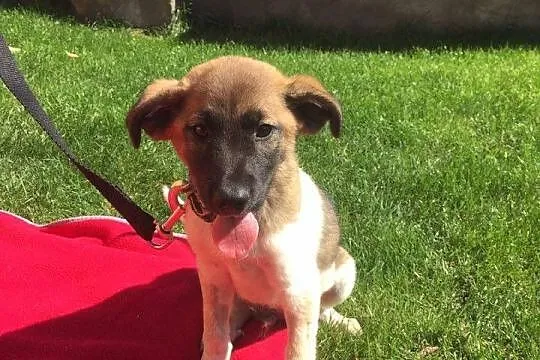 Przecudny Bąbel 7 tygodniowy MALUSZEK do adopcji