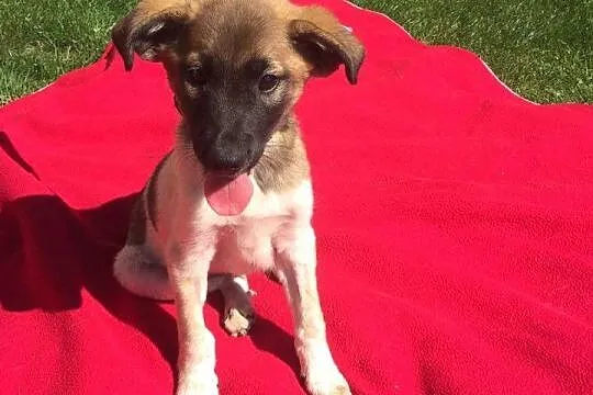Przecudny Bąbel 7 tygodniowy MALUSZEK do adopcji