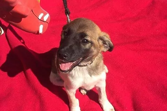 Przecudny Bąbel 7 tygodniowy MALUSZEK do adopcji