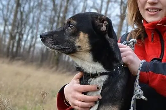 Pełen pozytywnej energii Kajtek szuka domu!