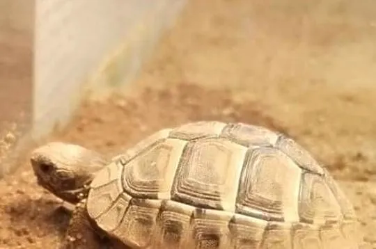 Żółw grecki + wyprawka na start, Podkarpackie, Sędziszów Małopolski