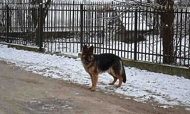 Młoda 10 mie suka owczarka niemieckiego śliczna