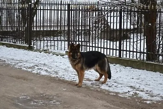 Młoda 10 mie suka owczarka niemieckiego śliczna
