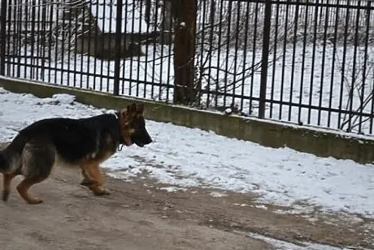 Młoda 10 mie suka owczarka niemieckiego śliczna