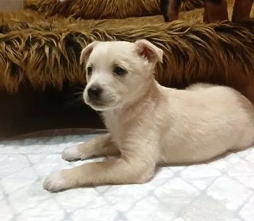 Malutka Tosieńka ok 8 tyg do adopcji, mazowieckie