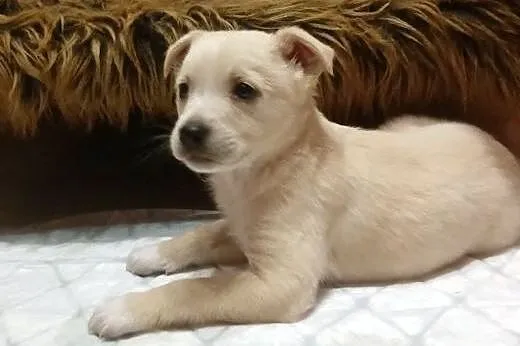 Malutka Tosieńka ok 8 tyg do adopcji, mazowieckie Warszawa