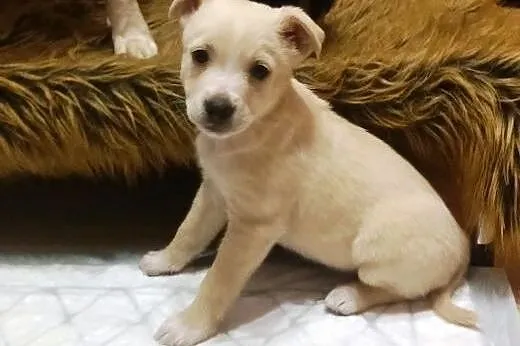 Malutka Tosieńka ok 8 tyg do adopcji,  mazowieckie