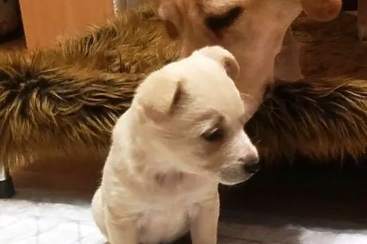 Malutka Tosieńka ok 8 tyg do adopcji,  mazowieckie
