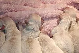 Szczenięta Golden Retriever ZKWP FCI