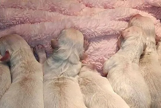 Szczenięta Golden Retriever ZKWP FCI