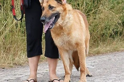 Diego - piękny,duży przyjacielski owczarek,  Kunde