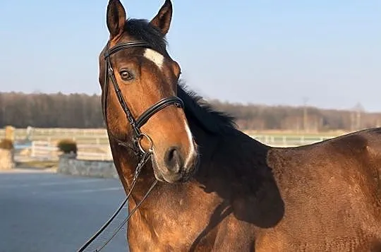 Bambi ZK, Łódzkie, Łódź