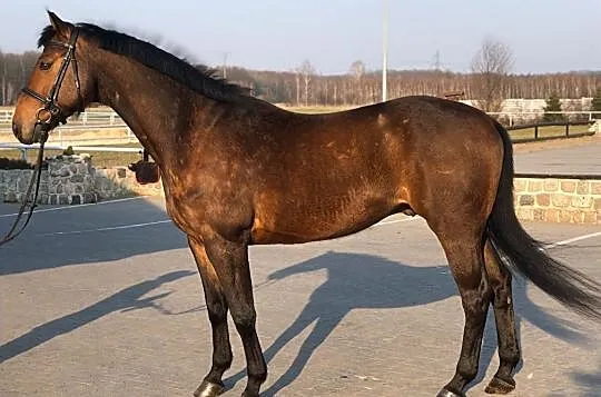 Bambi ZK, Łódzkie, Łódź