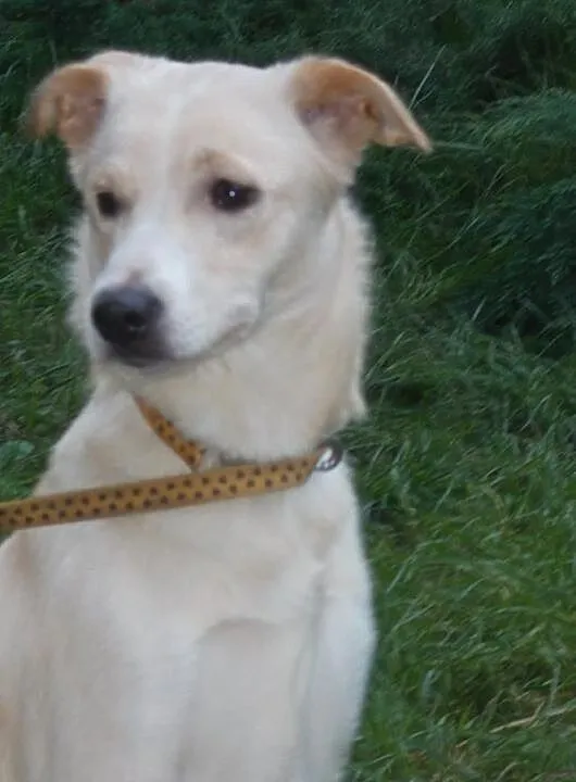 {Do adopcji}: Roxy i Lusia - siostrzyczki czekające na dom!, Łódzkie, Łódź