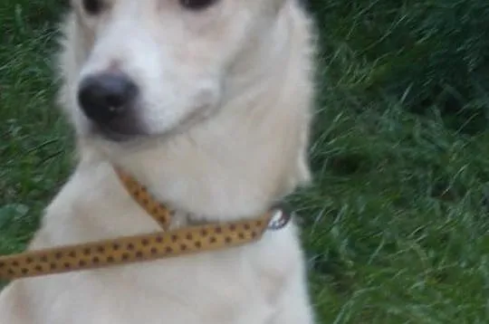 {Do adopcji}: Roxy i Lusia - siostrzyczki czekające na dom!, Łódzkie, Łódź