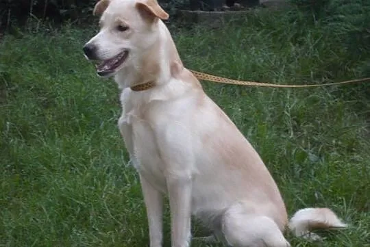 {Do adopcji}: Roxy i Lusia - siostrzyczki czekające na dom!, Łódzkie, Łódź