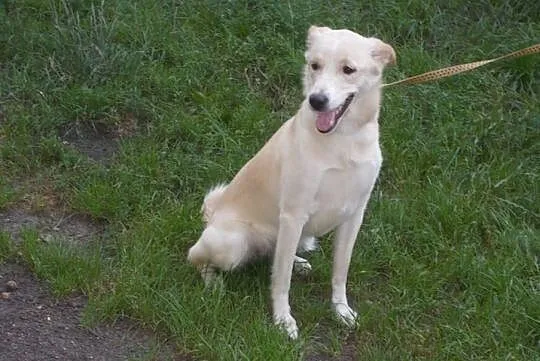 {Do adopcji}: Roxy i Lusia - siostrzyczki czekające na dom!, Łódzkie, Łódź