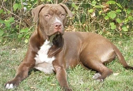 Ara 10msc pitbullka szuka domu, Amstaff cała Pols