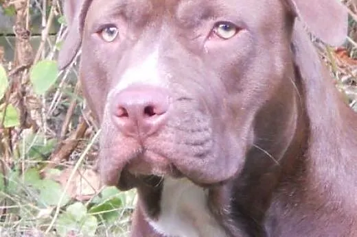 Ara 10msc pitbullka szuka domu,  Amstaff cała Pols