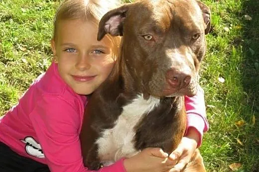 Ara 10msc pitbullka szuka domu,  Amstaff cała Pols
