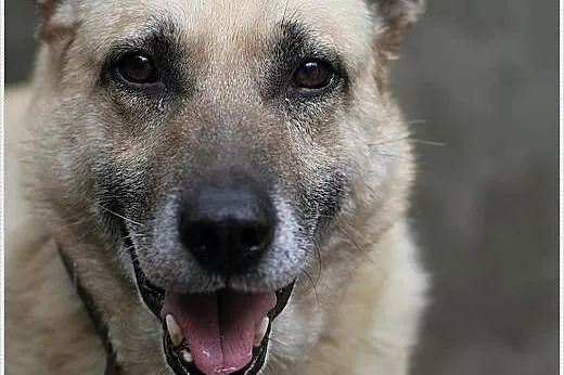 Senior Pikolo marzy o ogrodzie,  mazowieckie Warsz