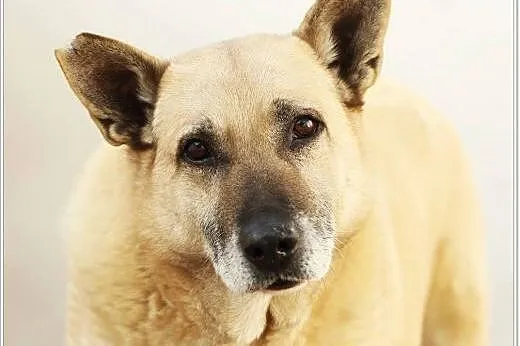 Senior Pikolo marzy o ogrodzie,  mazowieckie Warsz